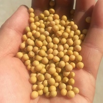 中粒黄豆种子