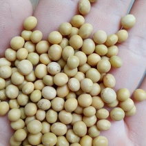小粒黄豆种子