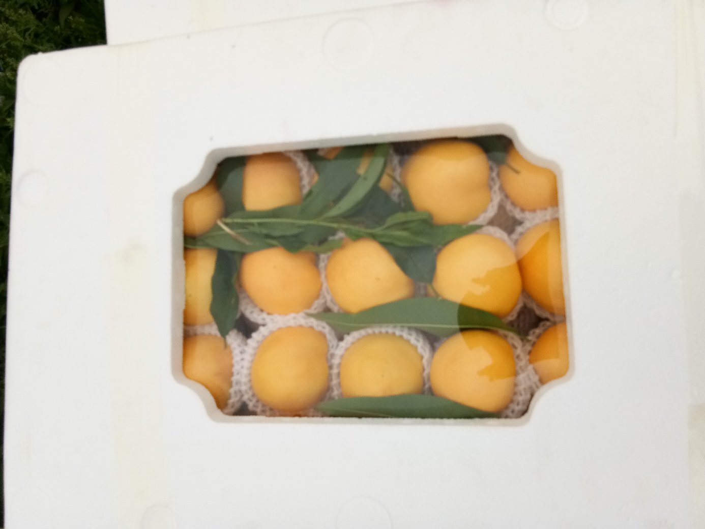 现代化包装车间内,工人正在将精选的中油十六油桃放入定制纸托,外覆印有品牌LOGO的礼盒,旁边堆放着即将发往全国的快递包裹,体现标准化、品牌化运营流程 包装与物流场景