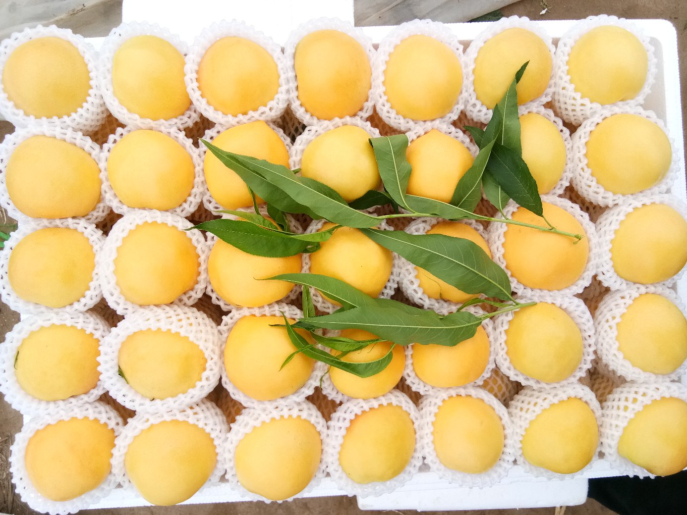 中油桃16号精品礼盒开箱场景：哑光烫金纸盒开启后，内衬EPE珍珠棉凹槽固定6枚油桃，每果独立食品级PE网套，附赠冰袋、食用手套与溯源二维码卡片，背景为木质餐桌与手冲咖啡杯营造轻奢生活氛围