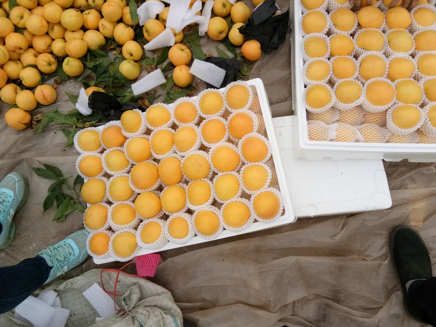 打包车间内工人正在将新鲜采摘的中油蟠9号桃放入定制泡沫托盘,外覆印有品牌LOGO的纸箱,背景有快递物流车辆待装货,展示标准化包装与电商直发流程 中油蟠9号桃包装与电商发货场景