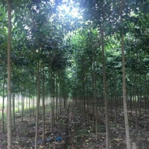 常年批发供应大叶女贞价格优惠苗圃货大量出售全部一级苗