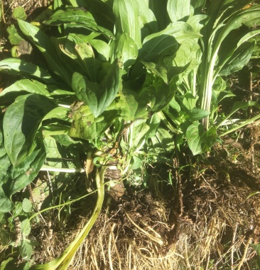 [苦草批发]獐丫菜又叫大苦草 黑药黄价格20.00元/公斤 - 一亩田