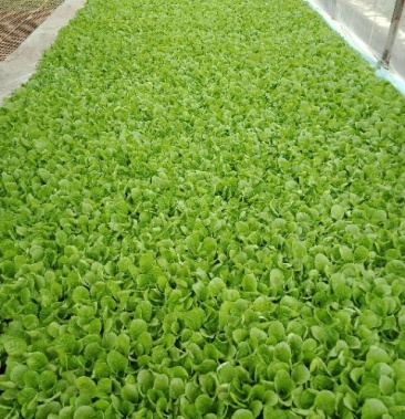 欢迎订购小铁头,青花,白花,各种菜秧现苗,订购电话135