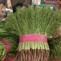 精品茴香苗大量上市高端品质货量大价格优