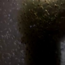 大量出售蝌蚪苗，，，，，