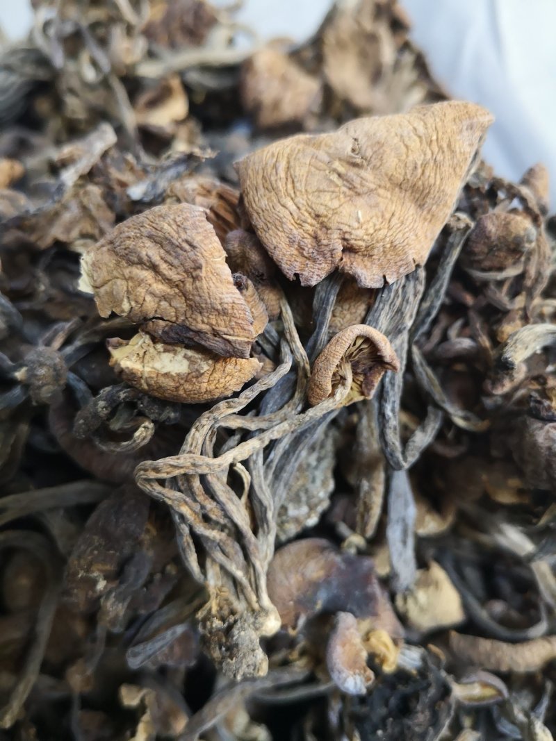 四川成都成华区青冈菌 50.00元/斤野生青杠菌5