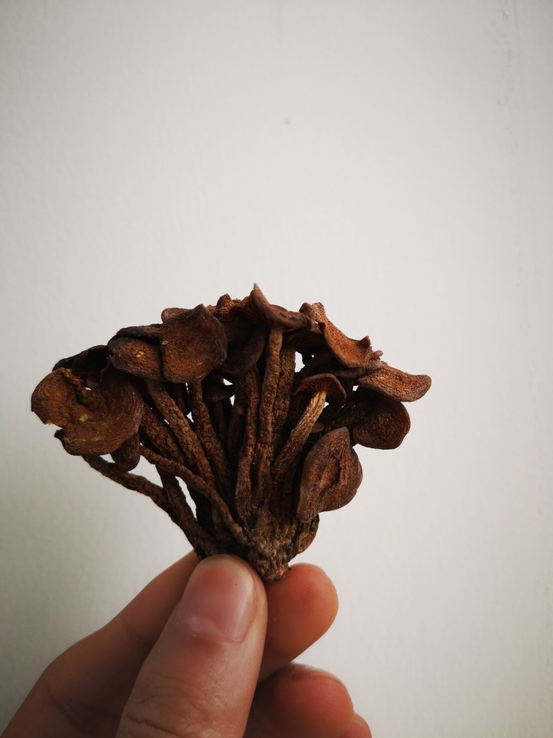 四川成都成华区青冈菌 50.00元/斤野生青杠菌5