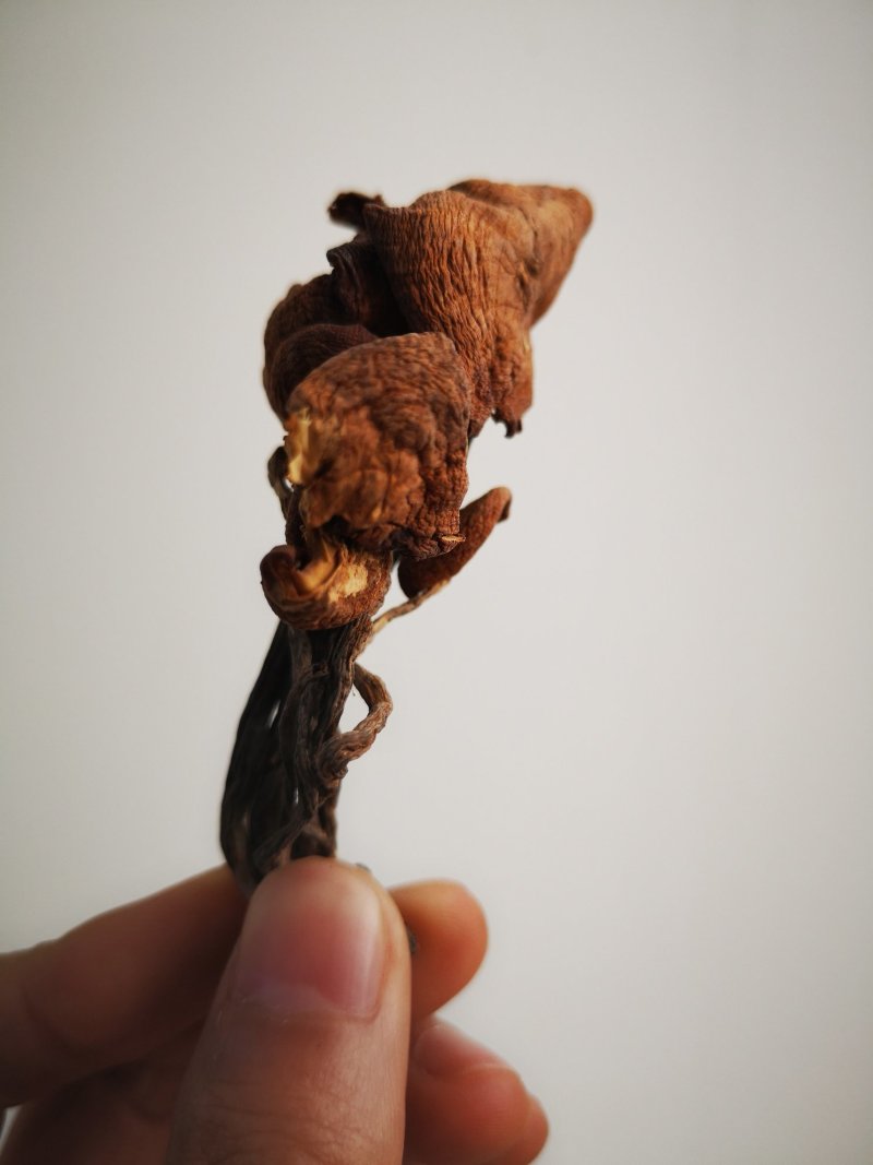 四川成都成华区青冈菌 50.00元/斤野生青杠菌5