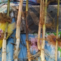 芦苇苗水生植物，量大优惠，现货供应