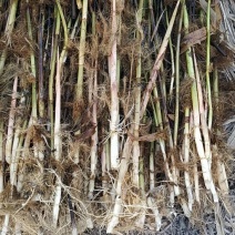 芦苇苗水生植物，量大优惠，现货供应