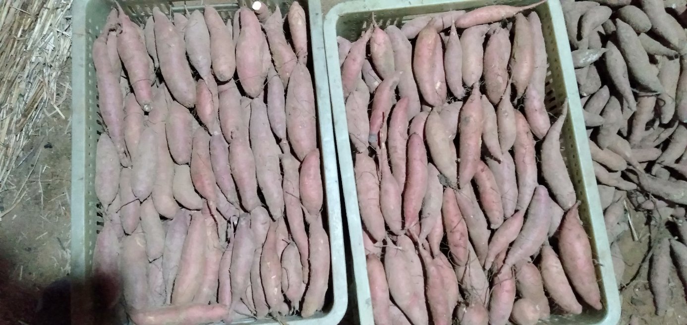 甘薯市场销售场景图