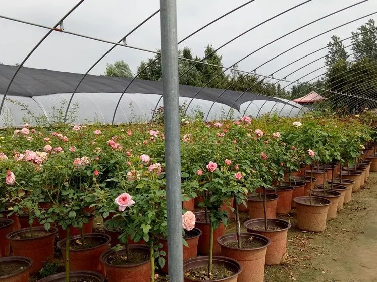 大花月季粉扇在家庭阳台种植场景