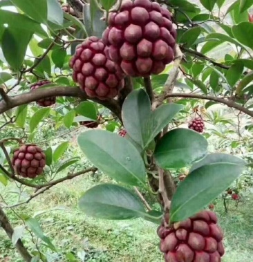 黑老虎 布福娜苗五味子 爬藤植物 庭院地栽种植 抗寒品种