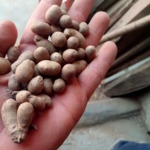 山东山药豆大量上市中产地代发全国各地需要的联系