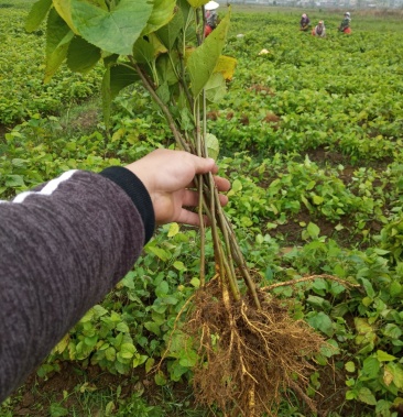 [桑树苗批发]养蚕桑树苗 广西杂交桑价格0.16元/棵 - 一亩田