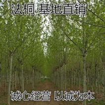 法桐苗直径3公分包成活根细发达易栽活欢迎实地考察