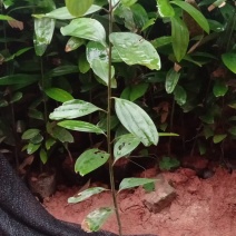 广西肉桂树苗桂皮树苗玉桂苗