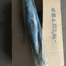 东海马鲛鱼燕尾鲅质量好没有破肚没有破磷不包运费量大从优