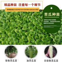 嫁接苦瓜苗苦瓜苗