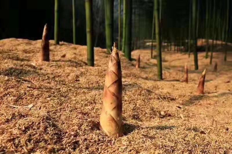一片竹林中,地面裂开露出浅褐色带绒毛的笔头笋尖,周围覆盖着稻草或砻糠,土壤湿润,背景为早春清晨薄雾中的竹林,展示出笋初期典型场景 笔头笋出笋初期实景图