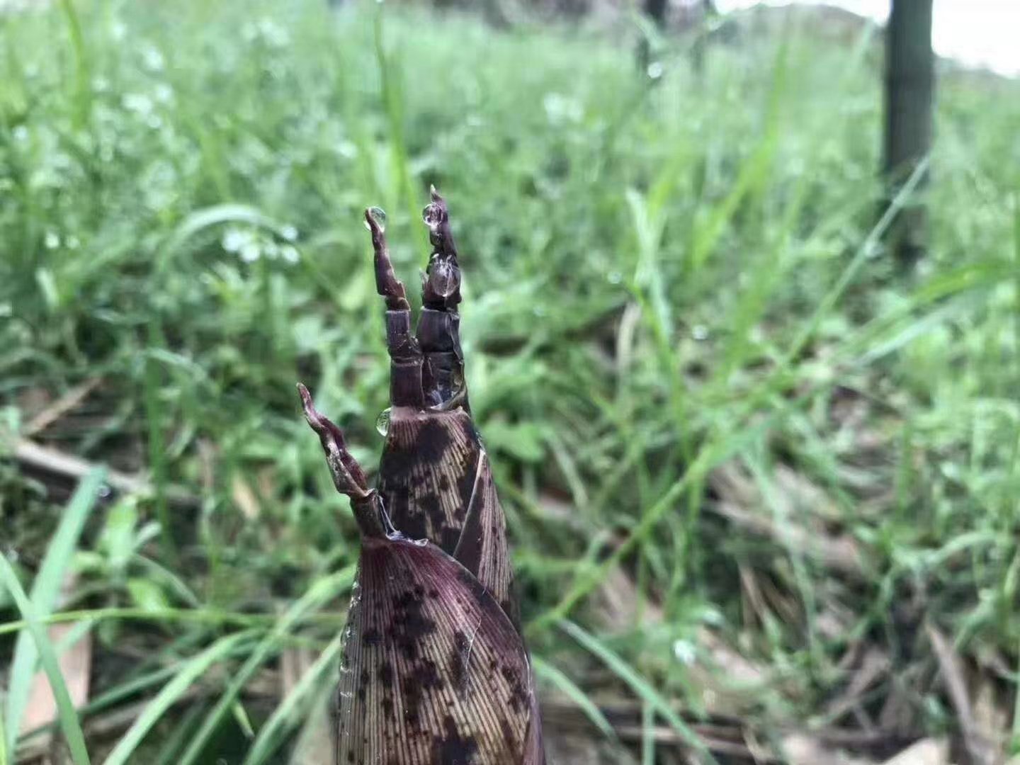 雷竹笋的自然生长场景