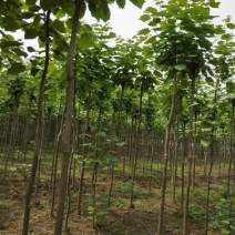 梓树二到十公分质优价廉规格全量大