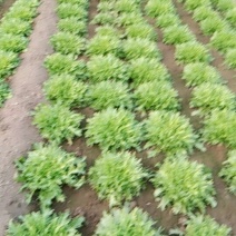 精品苦菊