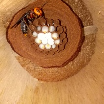 胡蜂