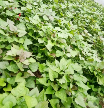 优质脱毒红薯苗西瓜红龙九商薯19厂家批发价