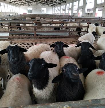 杜泊羊种羊黑头杜泊羊出肉率高包送货