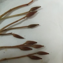 金线莲种子