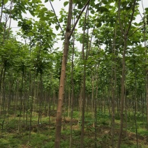 梓树四到十公分质优价廉规格全量大