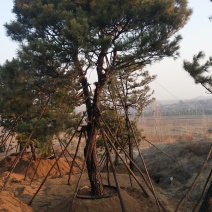造型松