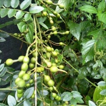 山豆根种子