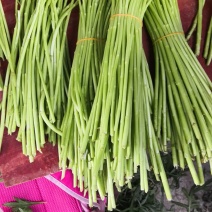 芦蒿，黎蒿