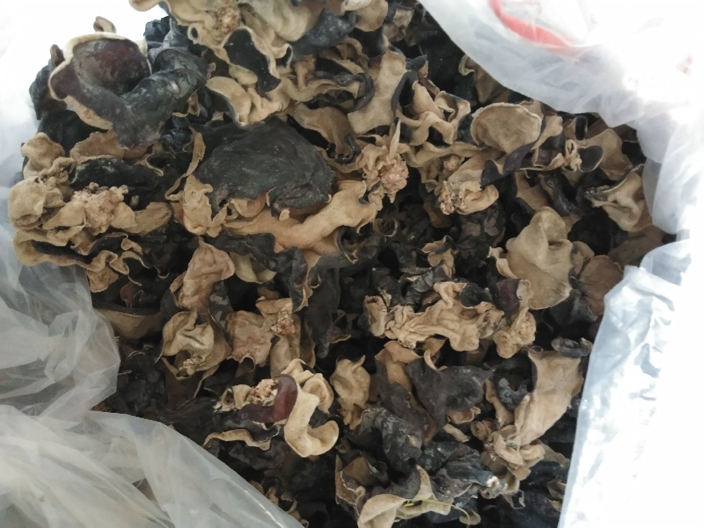 分屏摄影:毛木耳干品与标准冷水泡发(20℃,4h)状态对比,突出其高持水性与胶质网络重构能力,背景标注温度与时间参数 毛木耳泡发过程对比图:左侧为干品(硬脆深褐),右侧为冷水泡发4小时后(饱满透亮、胶质拉丝明显,体积膨胀约12倍)