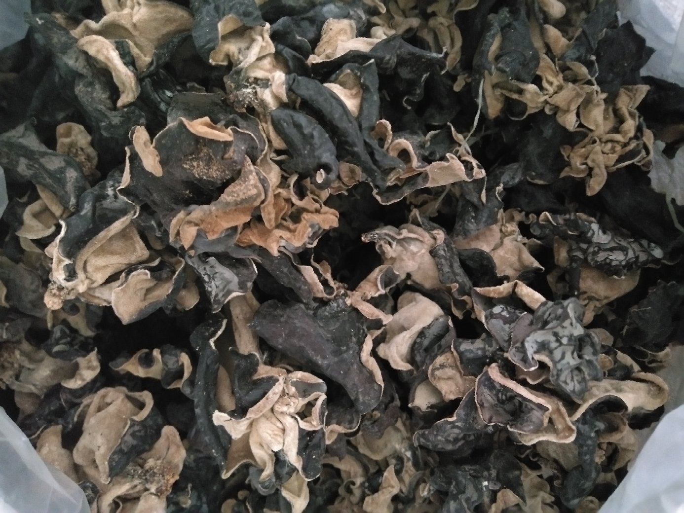 展示一朵又大又厚的毛木耳,质地厚实,颜色自然,表面纹理清晰 毛木耳特写展示其厚实的质地