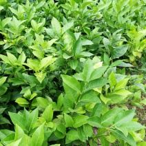 柠檬苗，四季柠檬10棵起卖