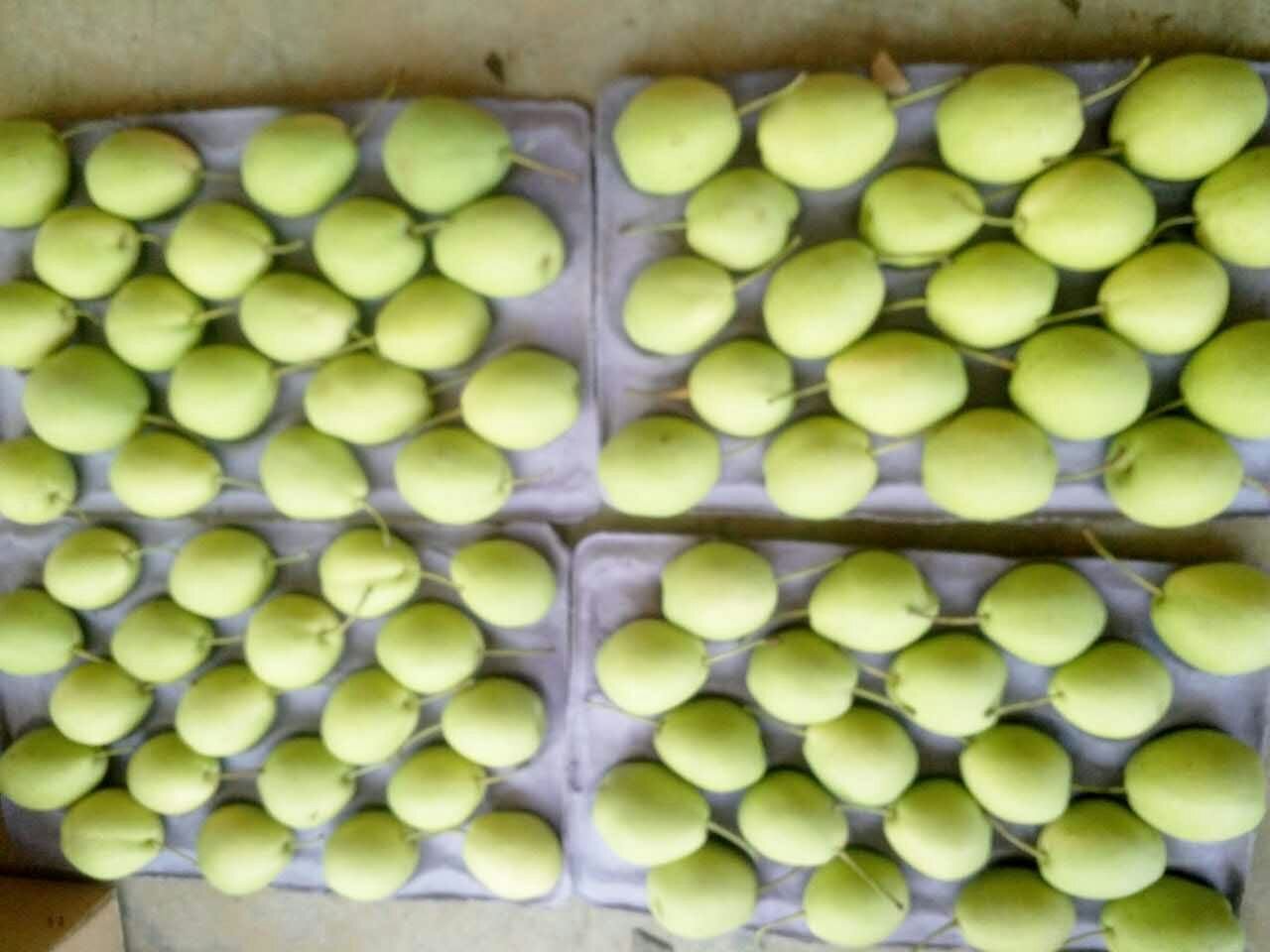 酸梨储藏与挑选