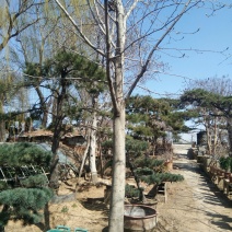 造型松