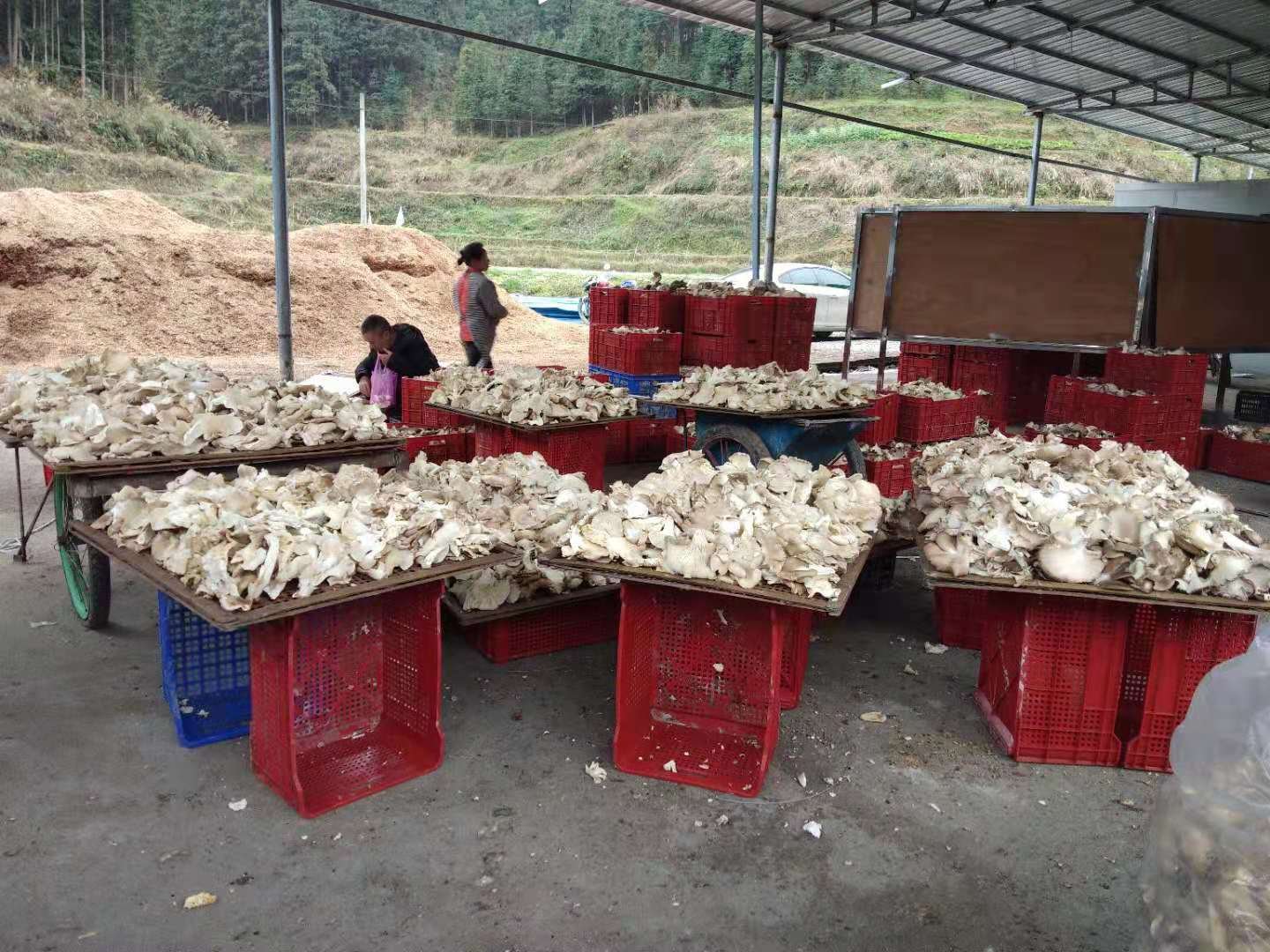 一个热闹的菜市场摊位上摆放着多种新鲜蘑菇,包括平菇、金针菇、香菇和杏鲍菇,摊主正在整理货物,顾客驻足挑选,突出‘鲜蘑’的多样性与生活化场景 菜市场摊位上的各类鲜蘑