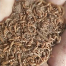 开口虫，各种规格商品虫供应