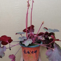 矾根植物，上海三角六黎明黄金斑马酒红巴黎之夜。