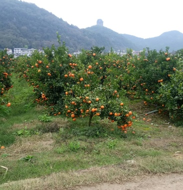 [茂谷柑批发]茂谷柑价格3.20元/斤 - 一亩田