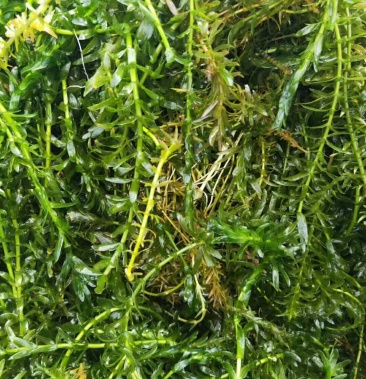 [轮叶黑藻批发]大量供应轮叶黑藻价格2.00元/斤 - 一亩田