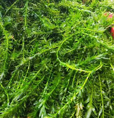 轮叶黑藻 小龙虾专用水草