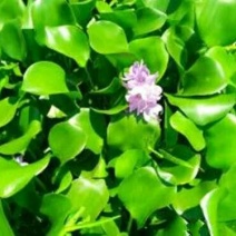 水葫芦供应净化水质大量供应