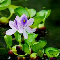 水葫芦凤眼蓝批发