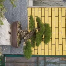 造型油松，黑松盆景